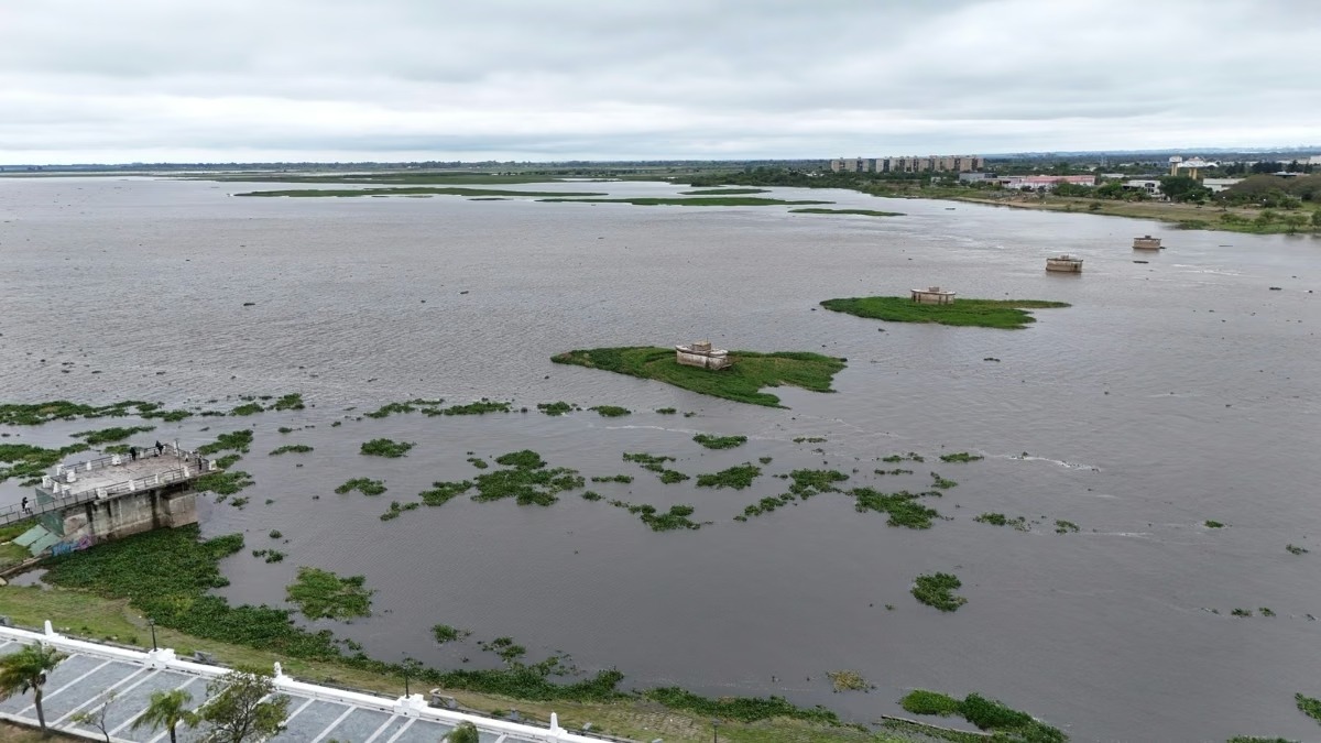 Crecida del río Paraná: por qué el aumento del caudal favorece la recuperación de la flora y la fauna en las islas